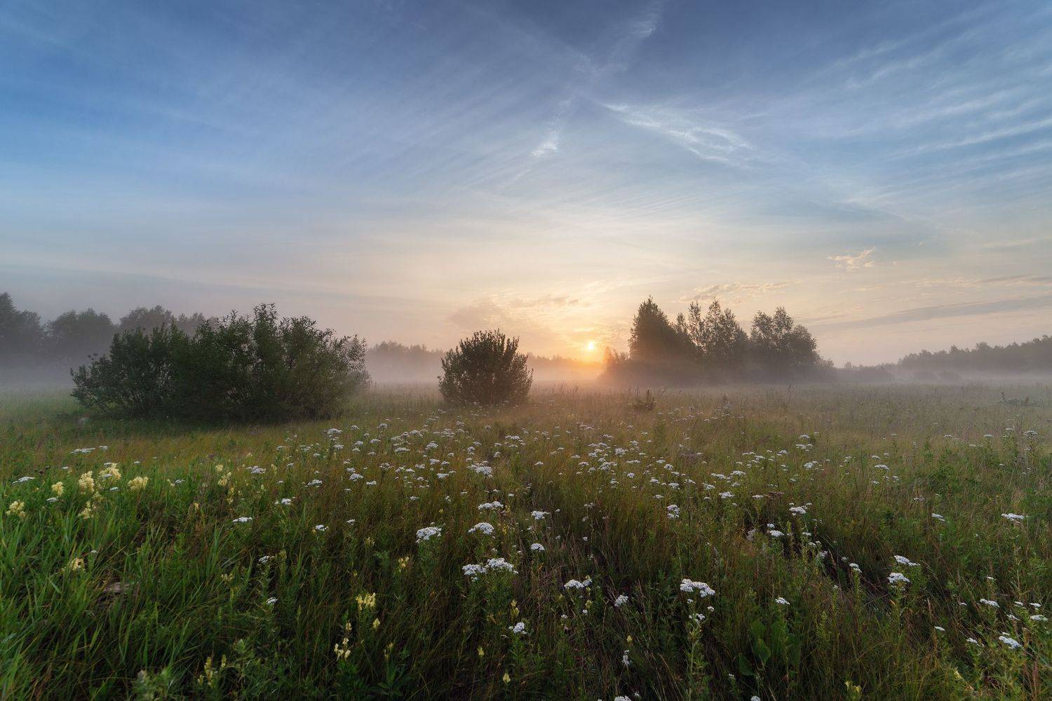 лето, июль, рассвет, поле, туман, цветы,  Гобова Наталья