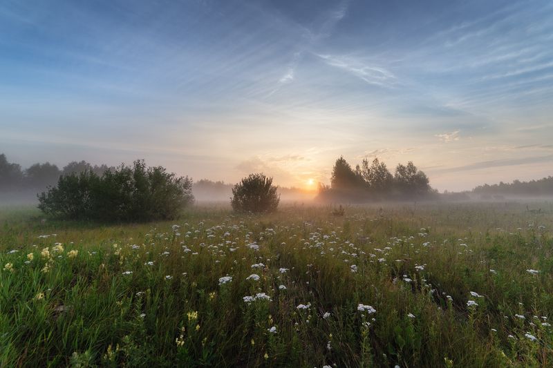 лето, июль, рассвет, поле, туман, цветы Утренний, полевой. фото превью