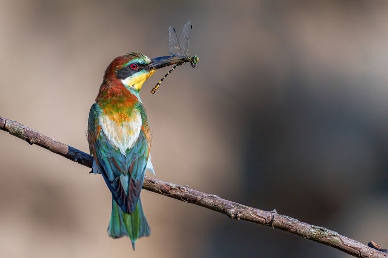 European bee-eater (Merops apiaster)... Adamov Eddiephoto preview
