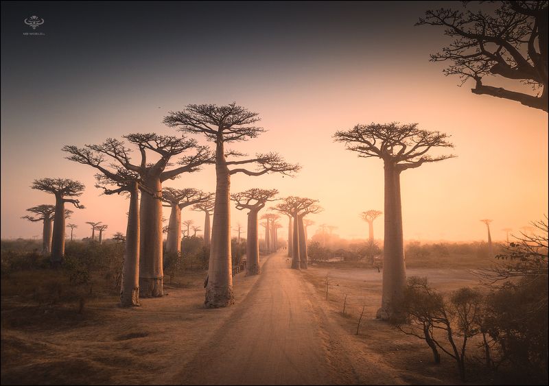 Мадагаскар, фототур Рассвет на алее Баобабов...photo preview