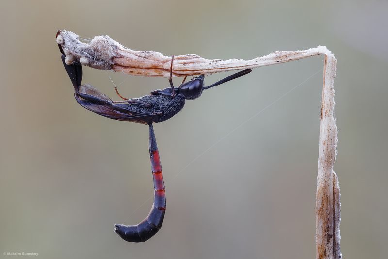 Кранphoto preview