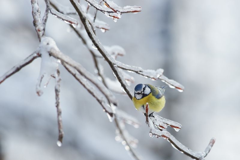 nature, wildlife, birds ***photo preview