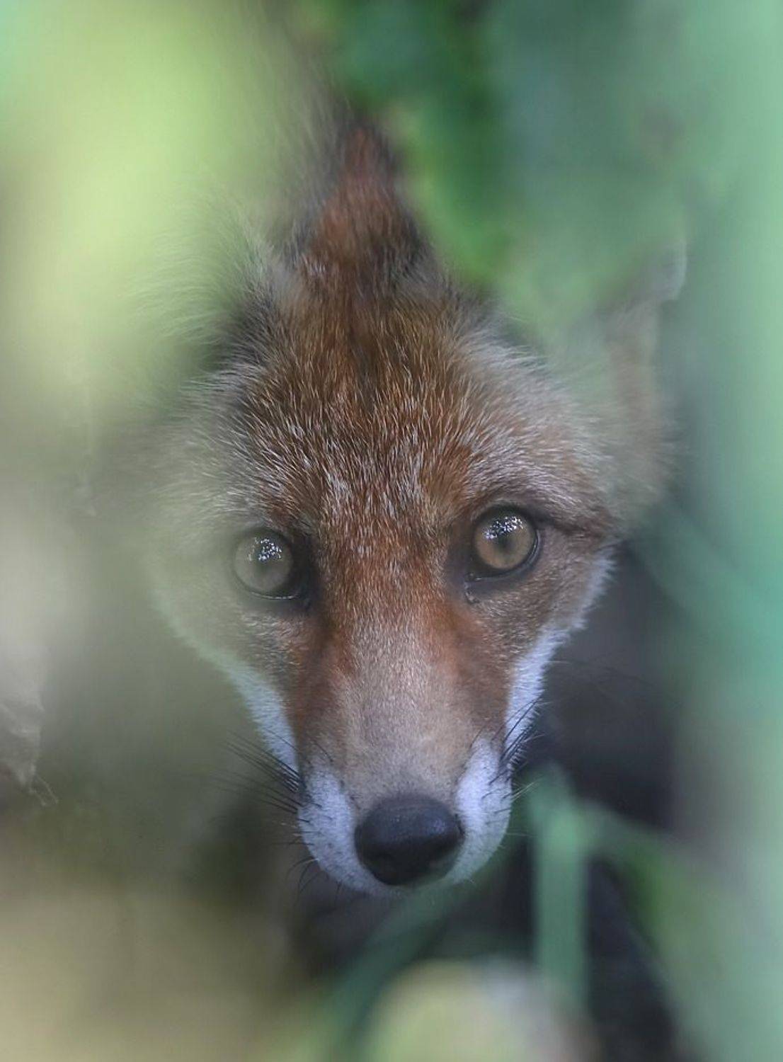 Глаза в глаза. Автор: Вячеслав Мищенко , Вячеслав Мищенко