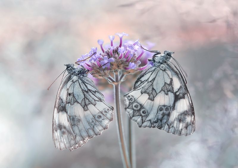 Galatheaphoto preview