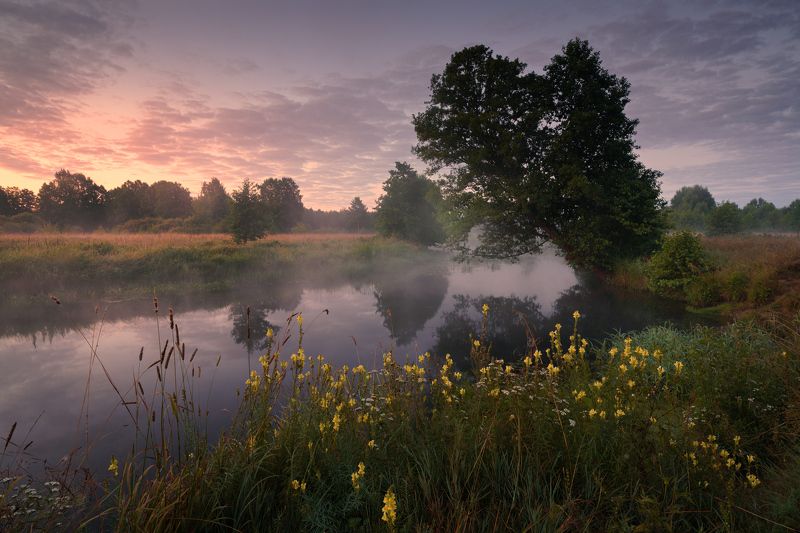 утро,река,туман,дерево Теплое июльское утроphoto preview