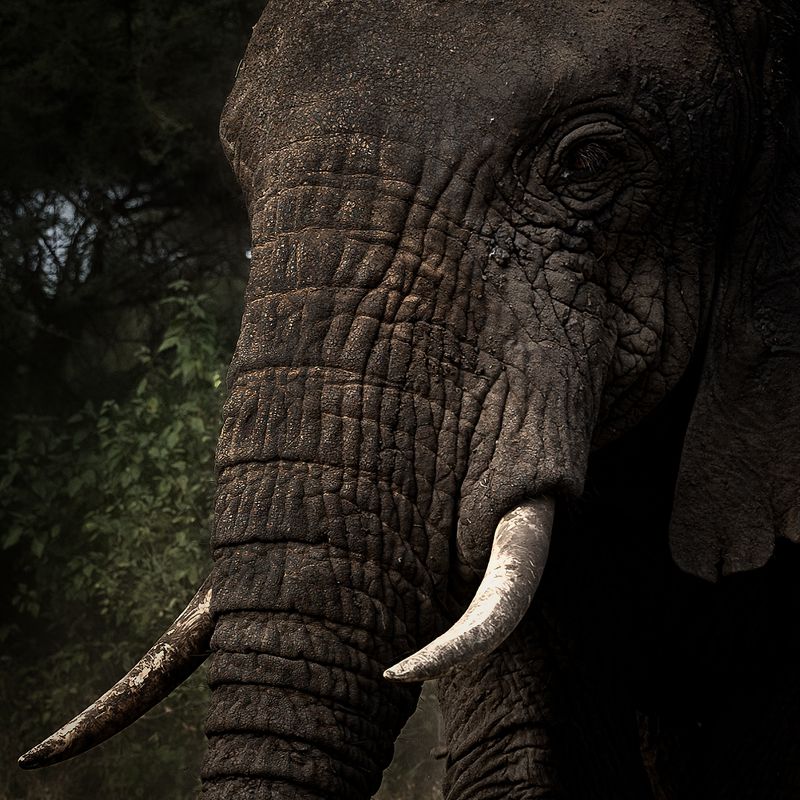 Eye to eyephoto preview