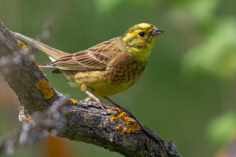 птицы, подмосковье Немножко про овсянокphoto preview