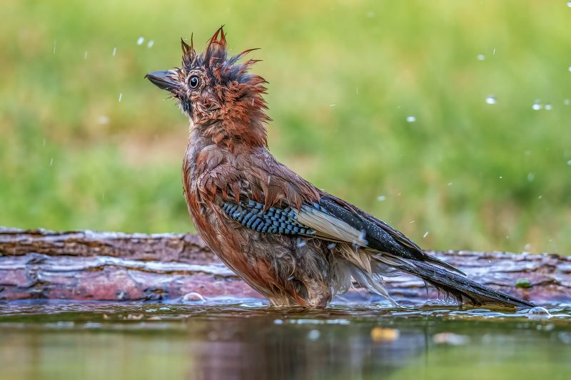 Eurasian jay (Garrulus glandarius)...photo preview