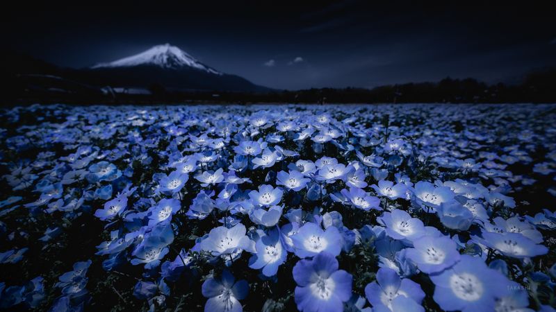 Fuji,Japan,mountain,flowers,nemophila,blue,beautiful Nemophilaphoto preview