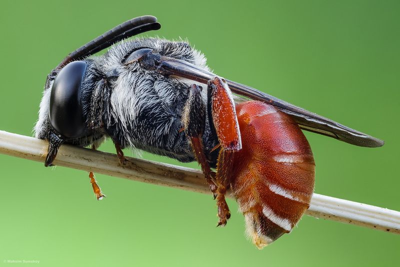 Sphecodesphoto preview