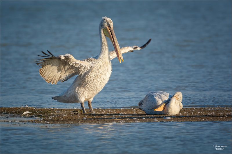 Пеликанье утроphoto preview