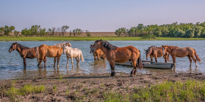 Астраханская обл Лиманский район ПОЛДЕНЬ   photo preview