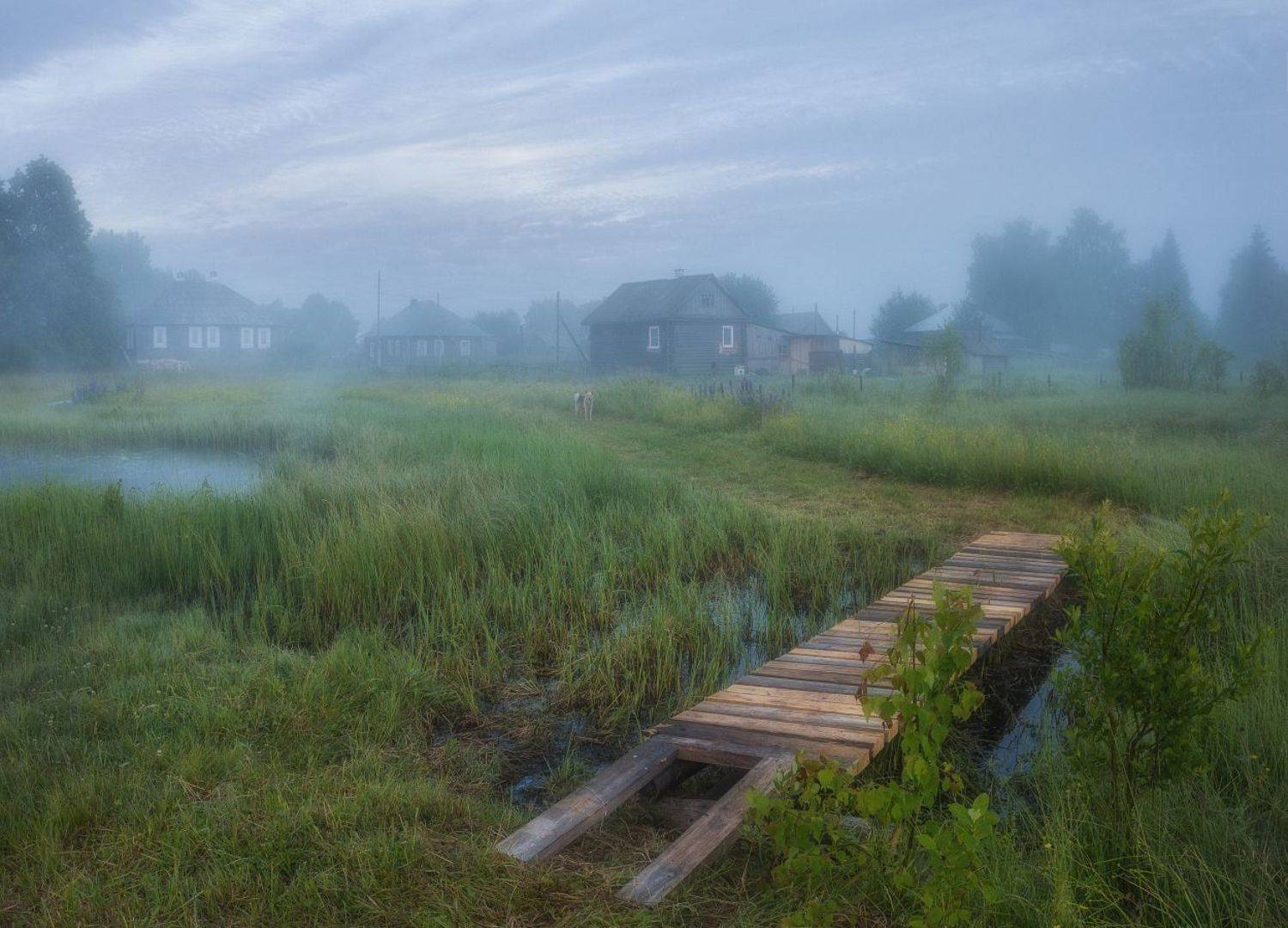 Июльское прохладное утро. Автор: Устюжанин Михаил , Устюжанин Михаил