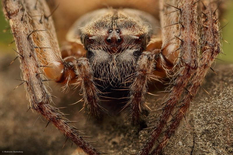 Портретphoto preview