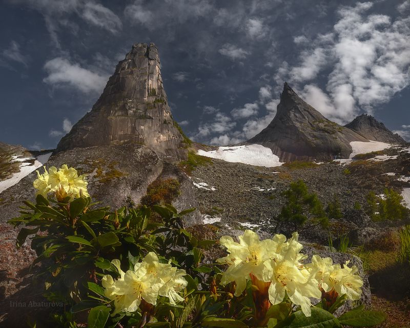 ергаки, природный парк, парабола, цветы Время цвестиphoto preview