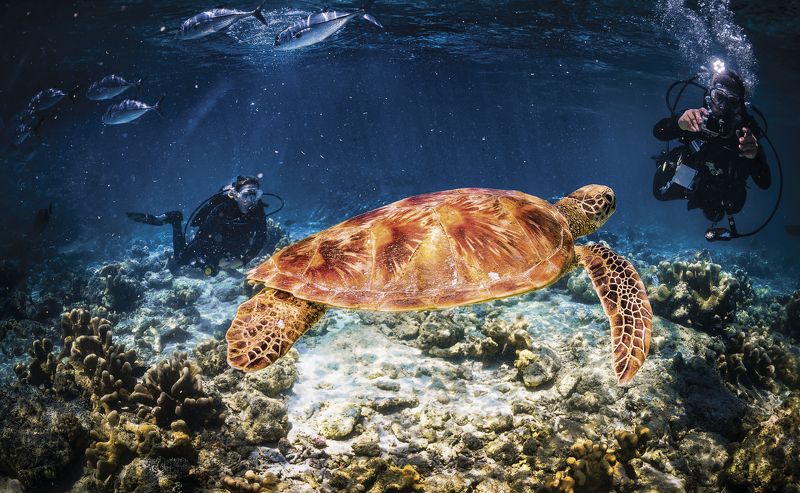 фото превью