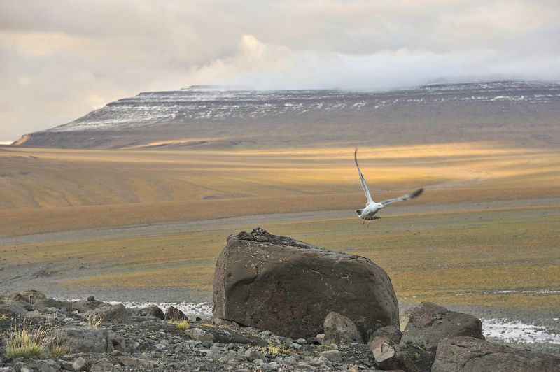 Путораны, Россия, Сибирь, горы, птица, полет, природа, шагнивнеизведанное Северные Путораныphoto preview