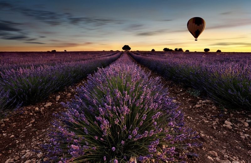 лаванда, небо, крым, краски, пейзаж, закат, Лавандаphoto preview