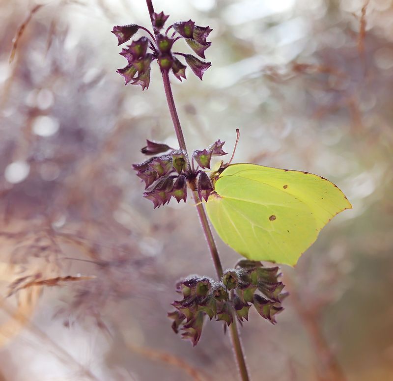 Gonepteryx rhamniphoto preview