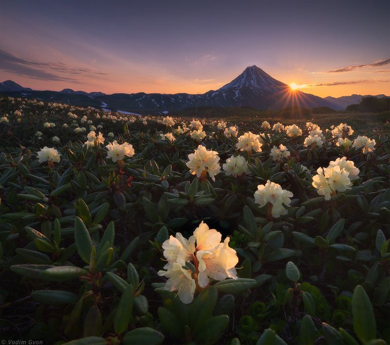 камчатка, kamchatka, вилючинский, рододендроны Июль на Камчаткеphoto preview