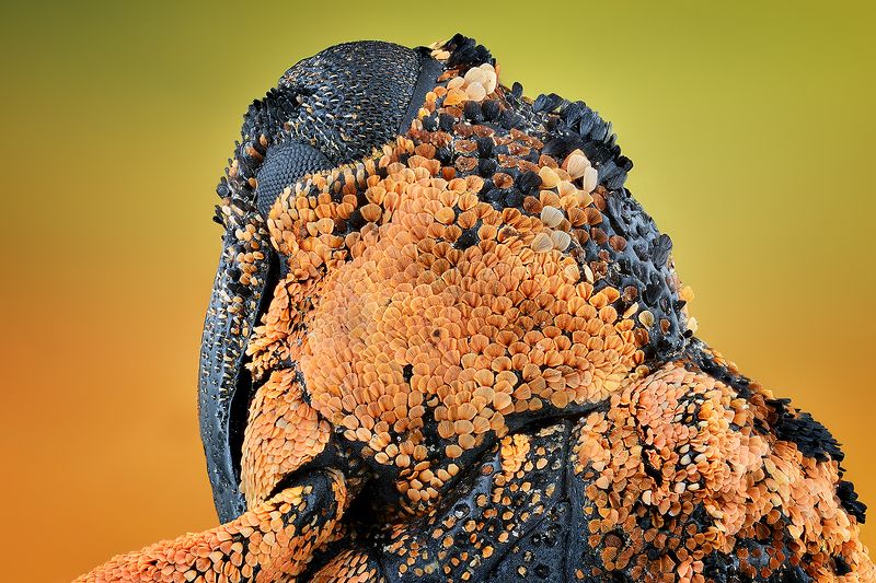 irass, waledzik, nat geo, olympus, close up, macro, extreme macro, макро Cryptorhynchus lapathi.photo preview