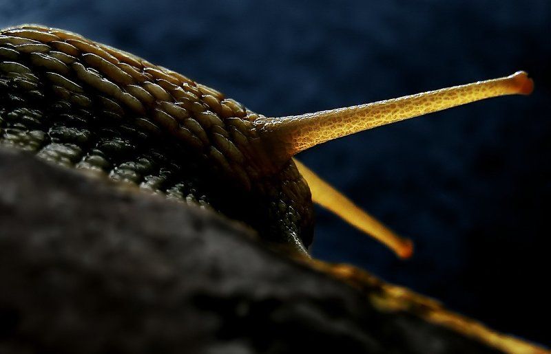 wake,macro,sony,snail,light Snail Radiationphoto preview