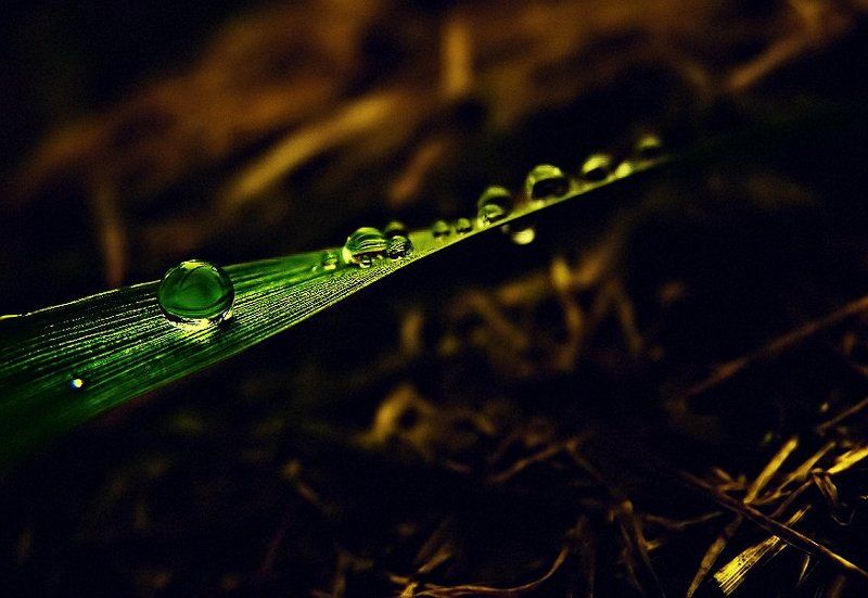 wake,macro,drop,sony, Miss Dropphoto preview