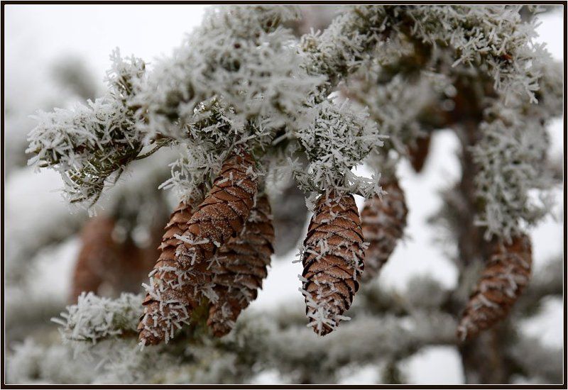 Шишкиphoto preview