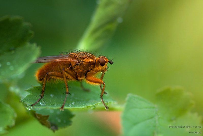 Рыжая :)photo preview