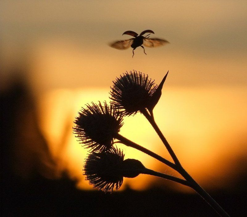 Там где прячется солнце.photo preview