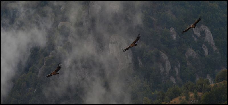Белоголовый сип, Крым Полетаем над Крымом ... фото превью