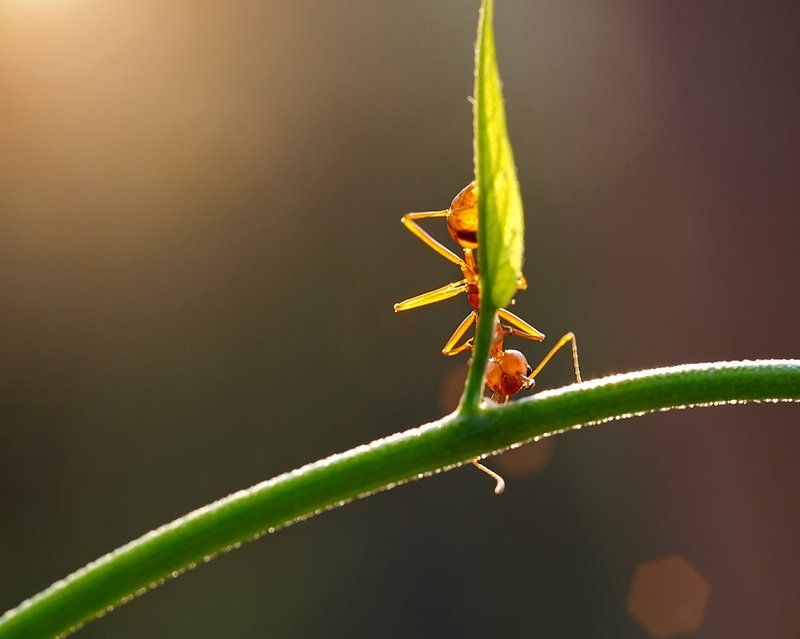 Laos, Макро, Муравей, Муравей ткач ***photo preview