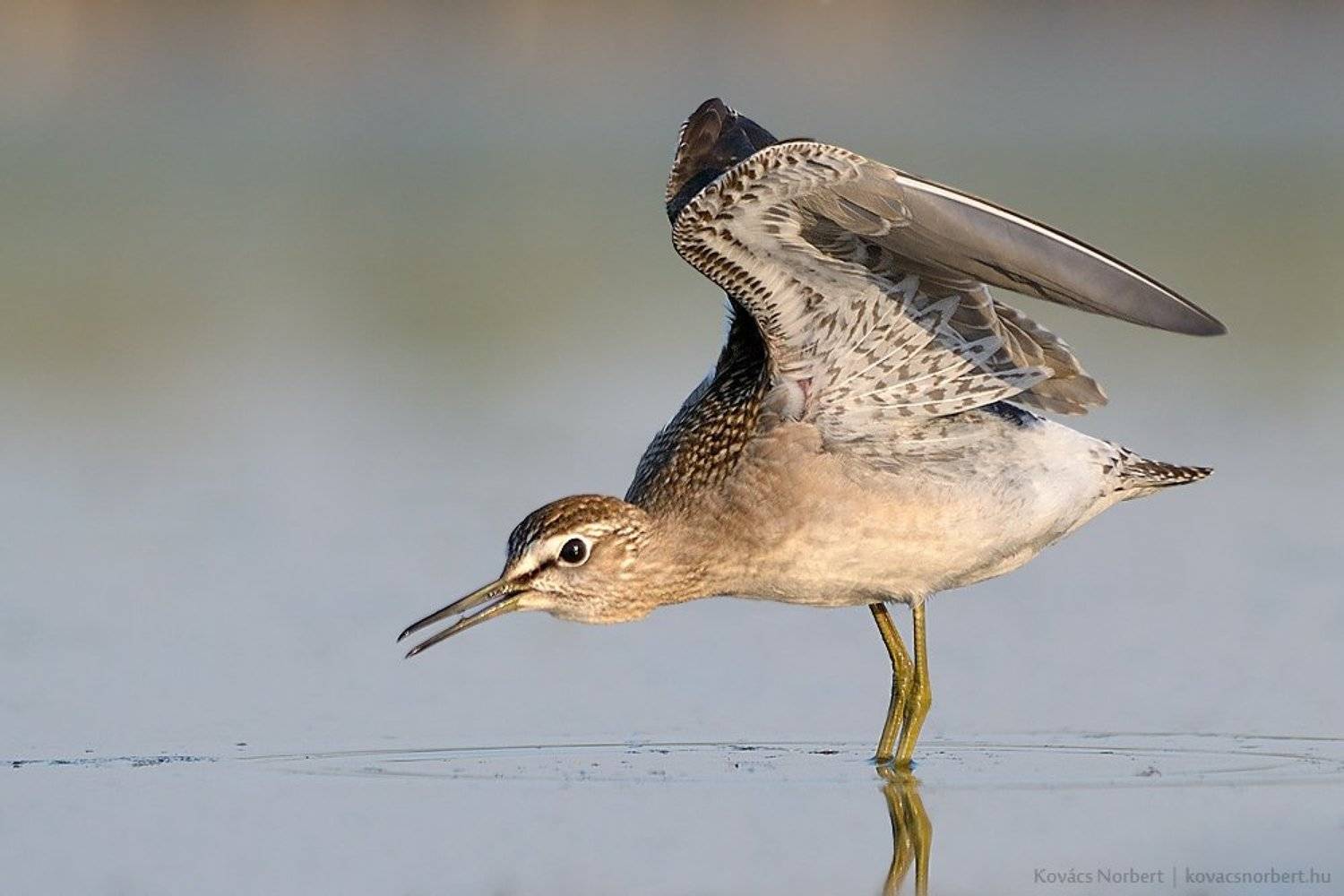 Wood Sandpiper. Автор: Kovács Norbert , Kovács Norbert
