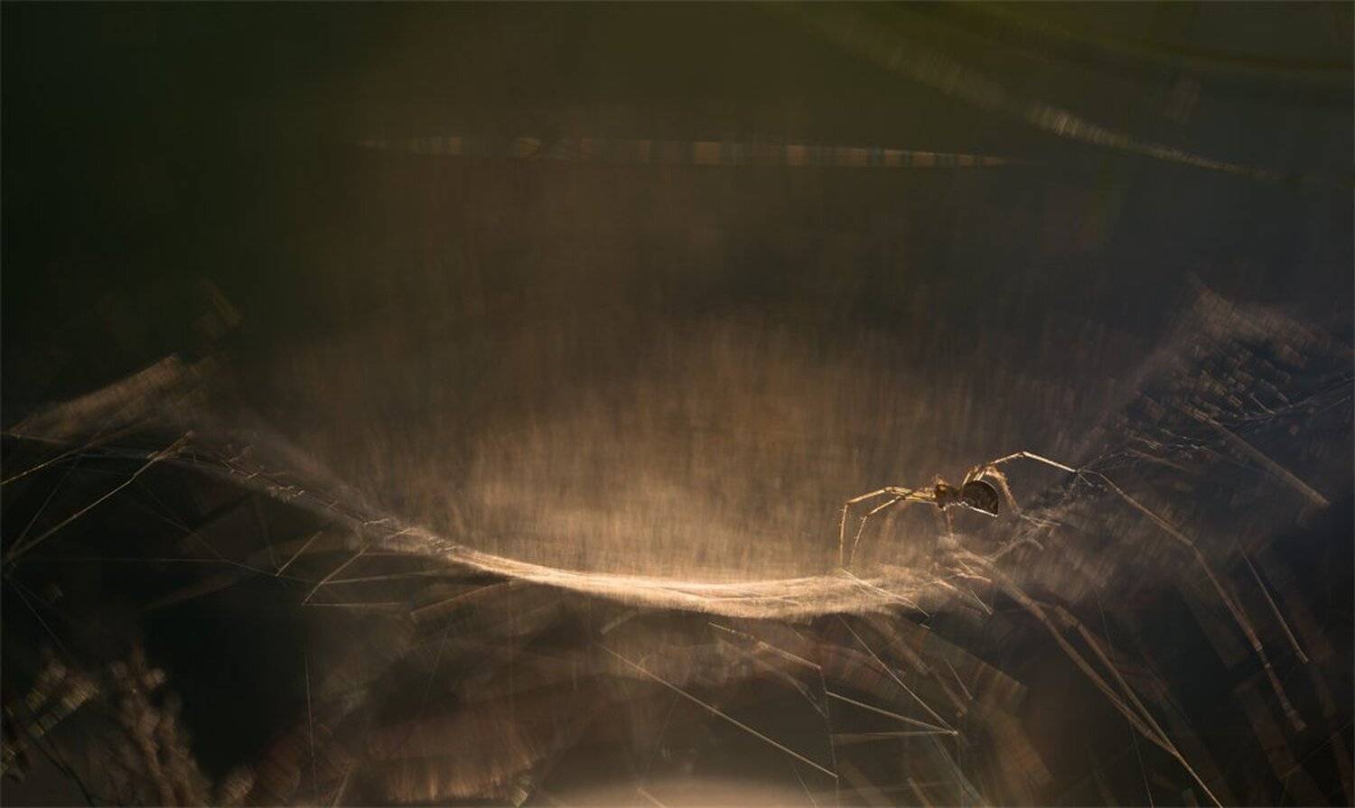 По гамаку.... Автор: Геннадий Мещеряков , Геннадий Мещеряков