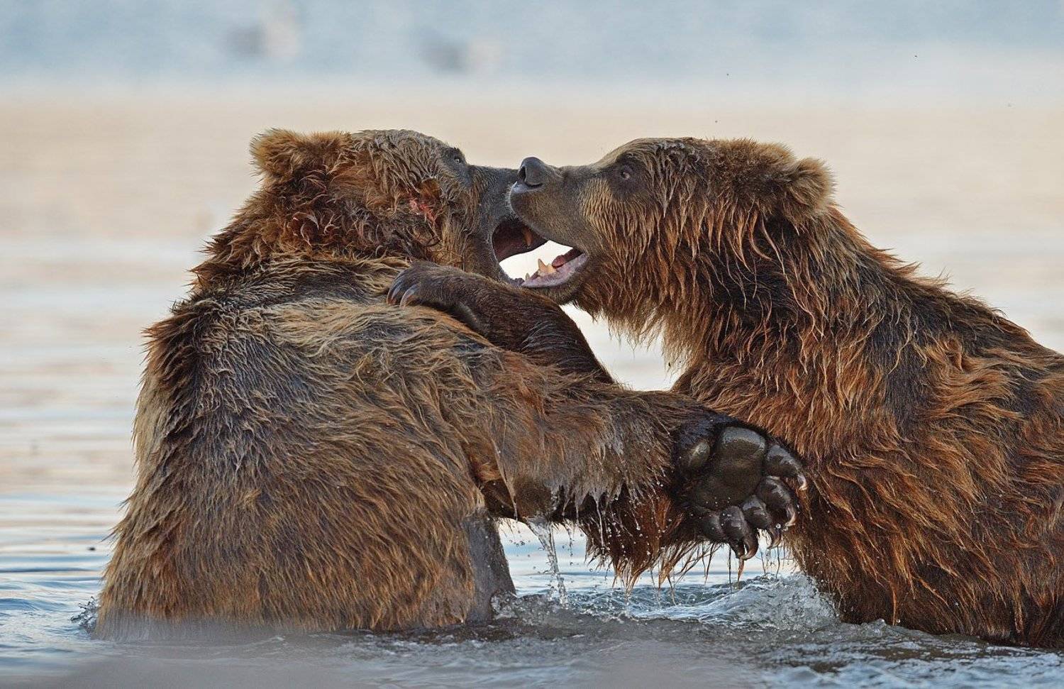 , Александр Малецкий