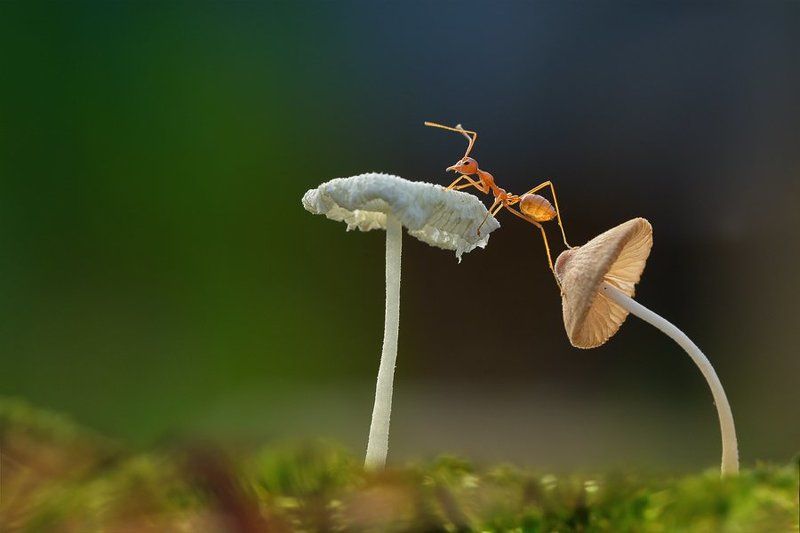 Monitoringphoto preview