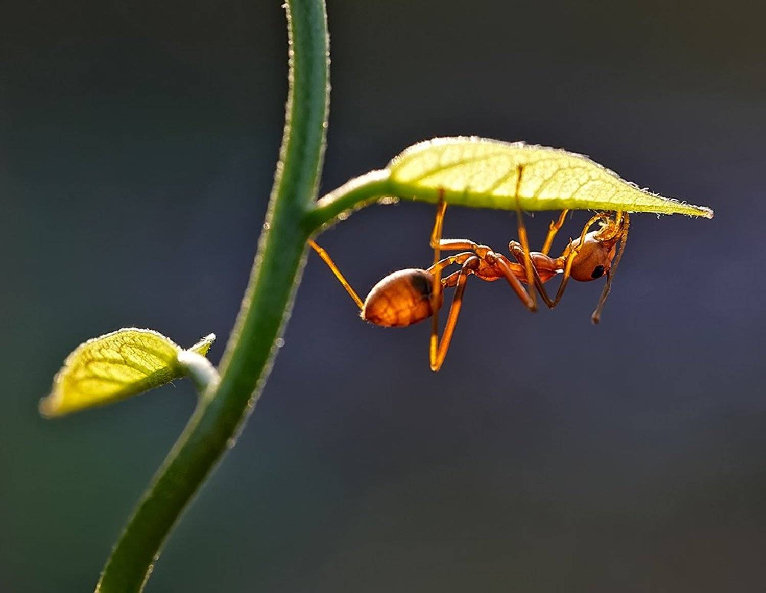 ***. Автор: Alexey Gnilenkov лаос, муравей ткач, Alexey Gnilenkov