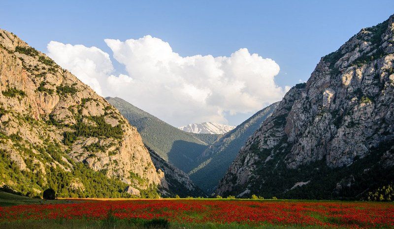 Лето, ах, летоphoto preview