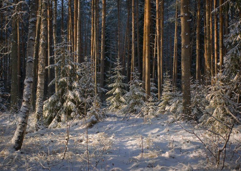 Зимняя сказкаphoto preview