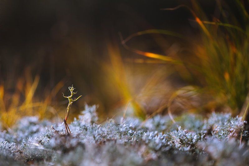 арина и валентин, трава, травинка В танцеphoto preview