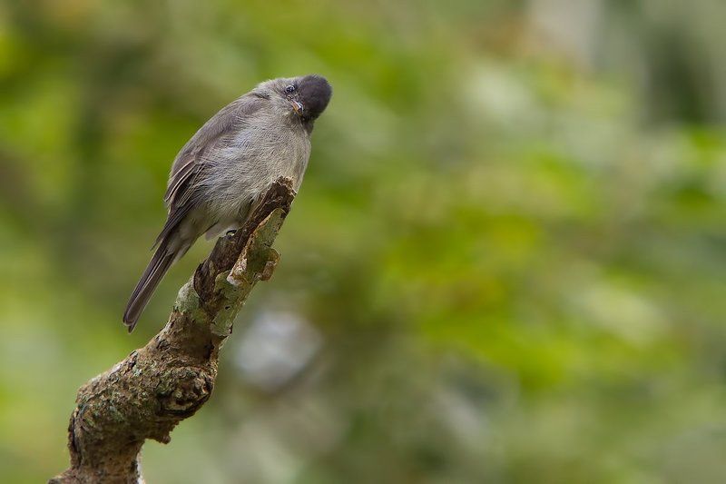 Серый пивиphoto preview