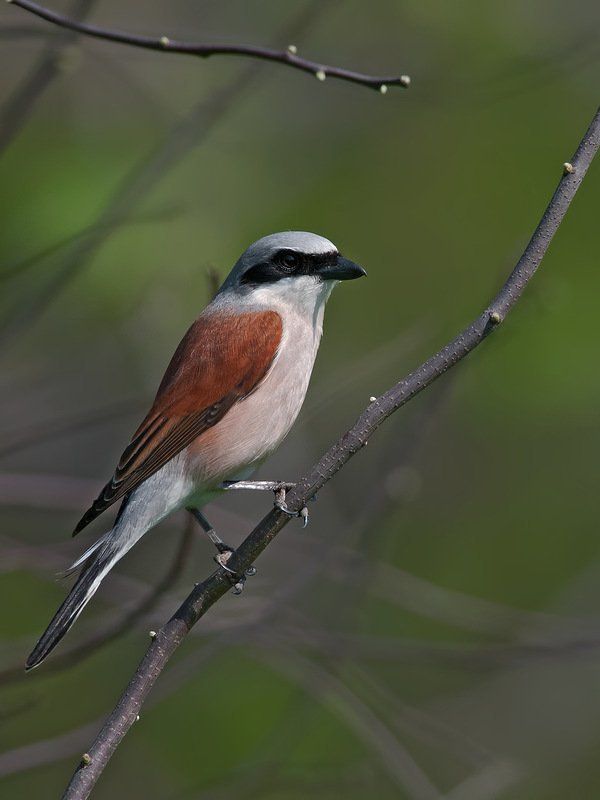 Он и Онаphoto preview