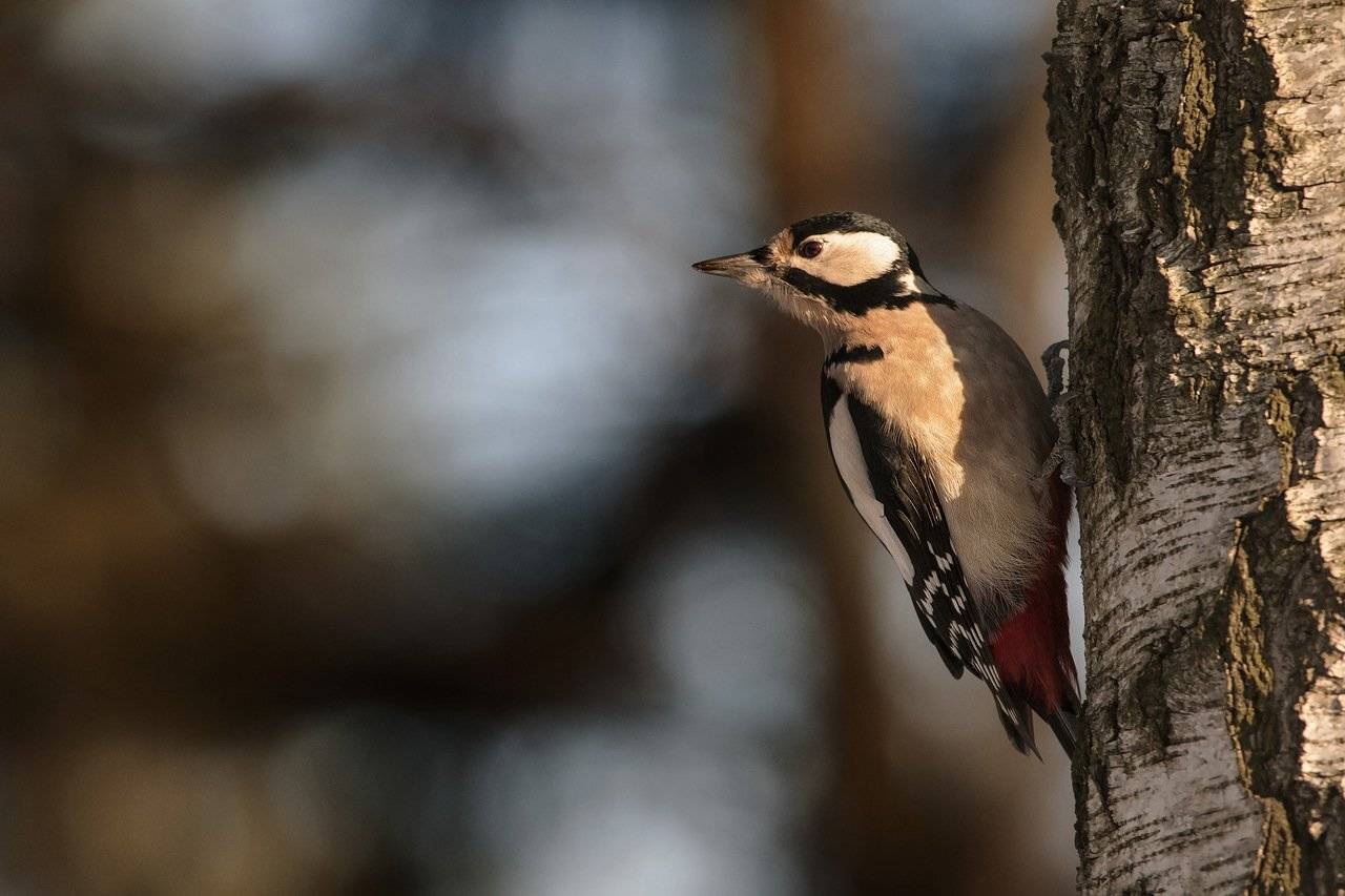 , Валерий Субачев