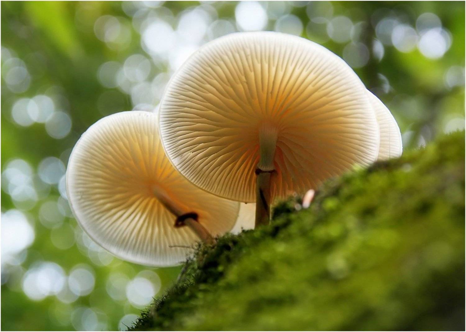 Oudemansiella mucida, Грибы, Hanna Ponomarenko