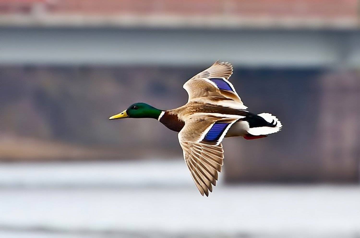 В полёте. Автор: Nikolay , Nikolay