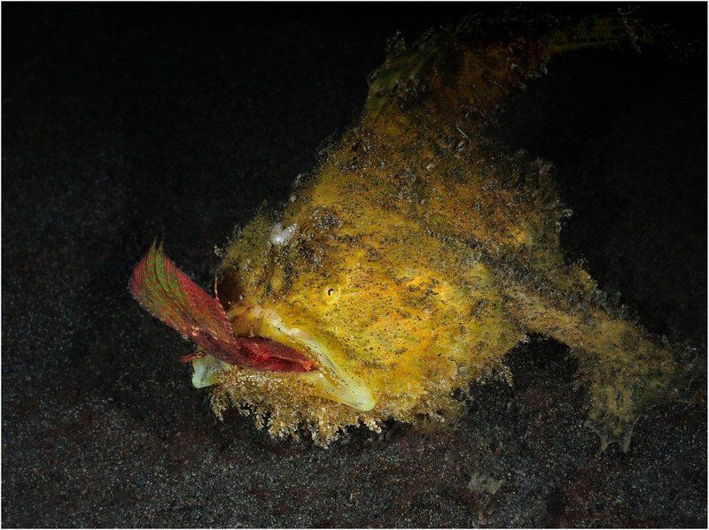 Съелphoto preview