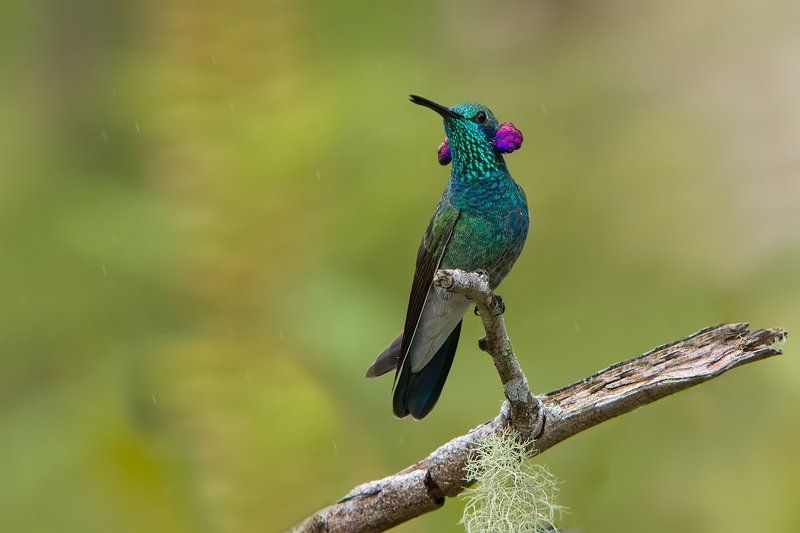 Модникphoto preview