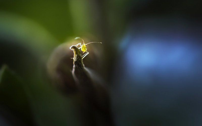 козявка, тля Любопытный козявка Степанphoto preview