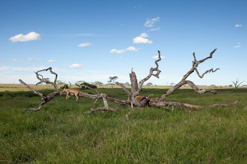 где гнездятся кошки...photo preview