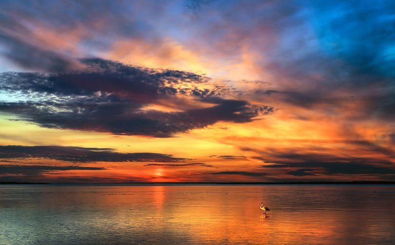 Отставший от стаи...photo preview